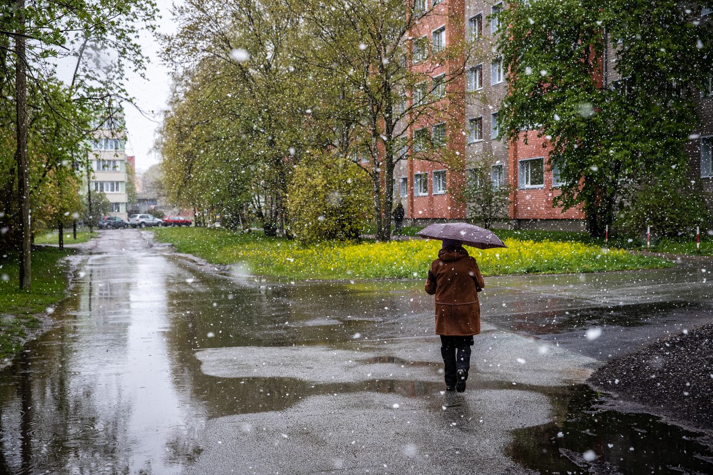 Мокрый снег в Таллинне.