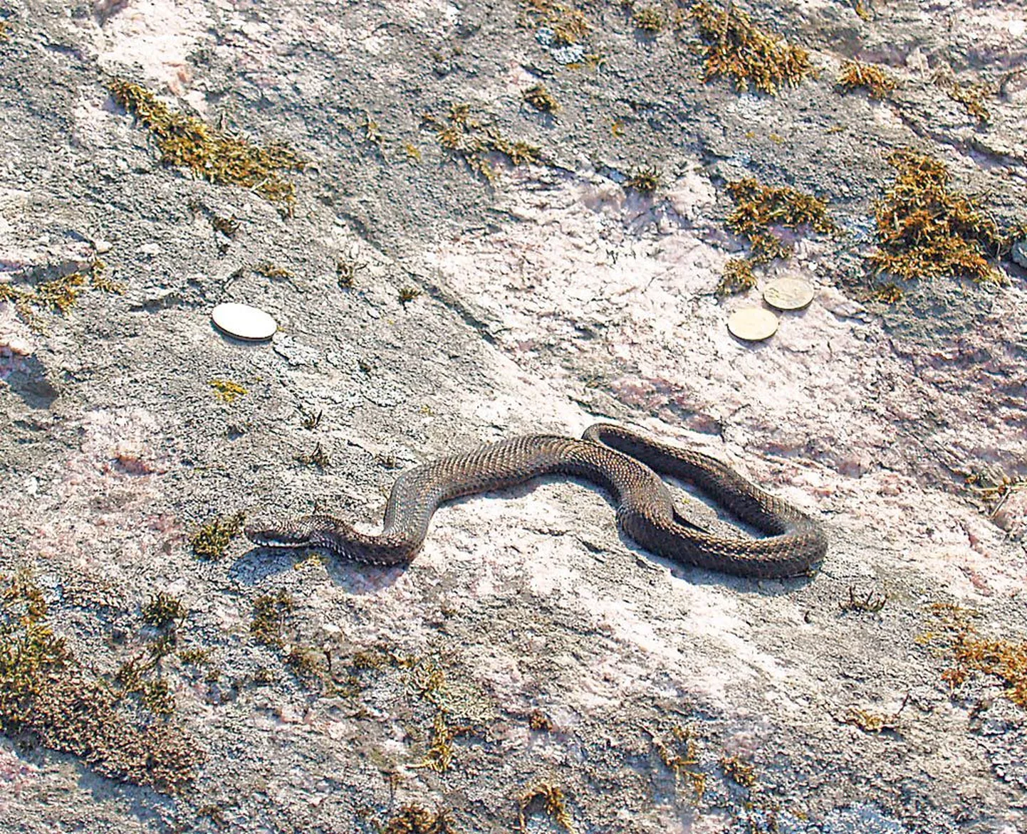 Tänavusel Maavalla koja hiite fotovõistlusel osalenud haruldane foto, mis pälvis eriauhinna.