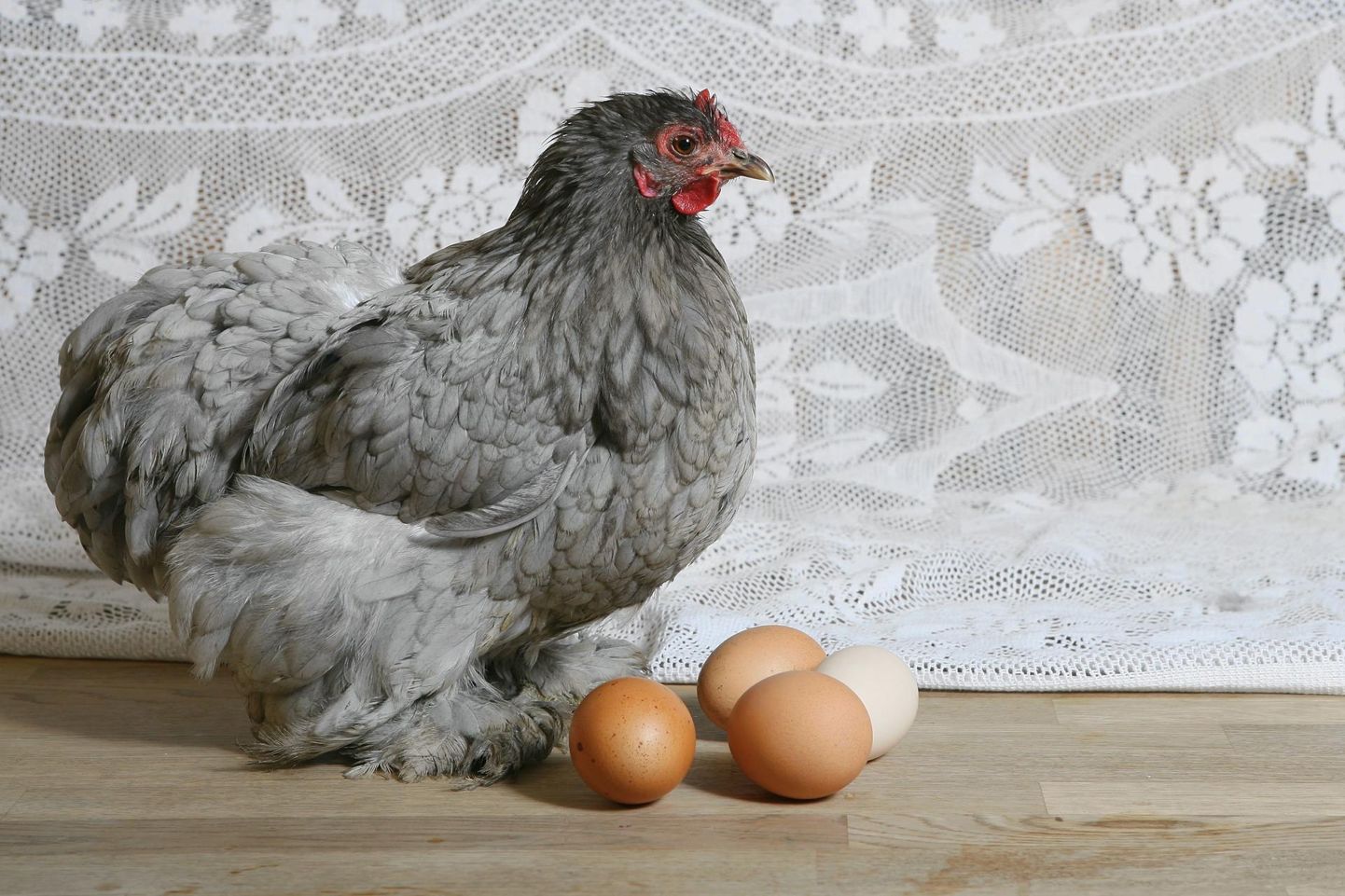 Kanade ainus oskus pole munemine, nad oskavad ka näiteks siblida ja kaagutada.