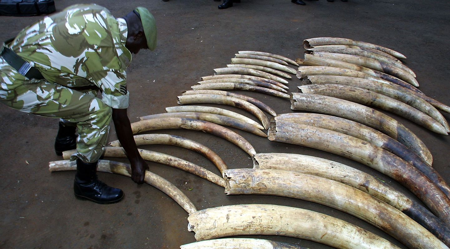 Aafrika elevante tapetakse nende võhkade pärast. Fotol salaküttidelt konfiskeeritud võhad