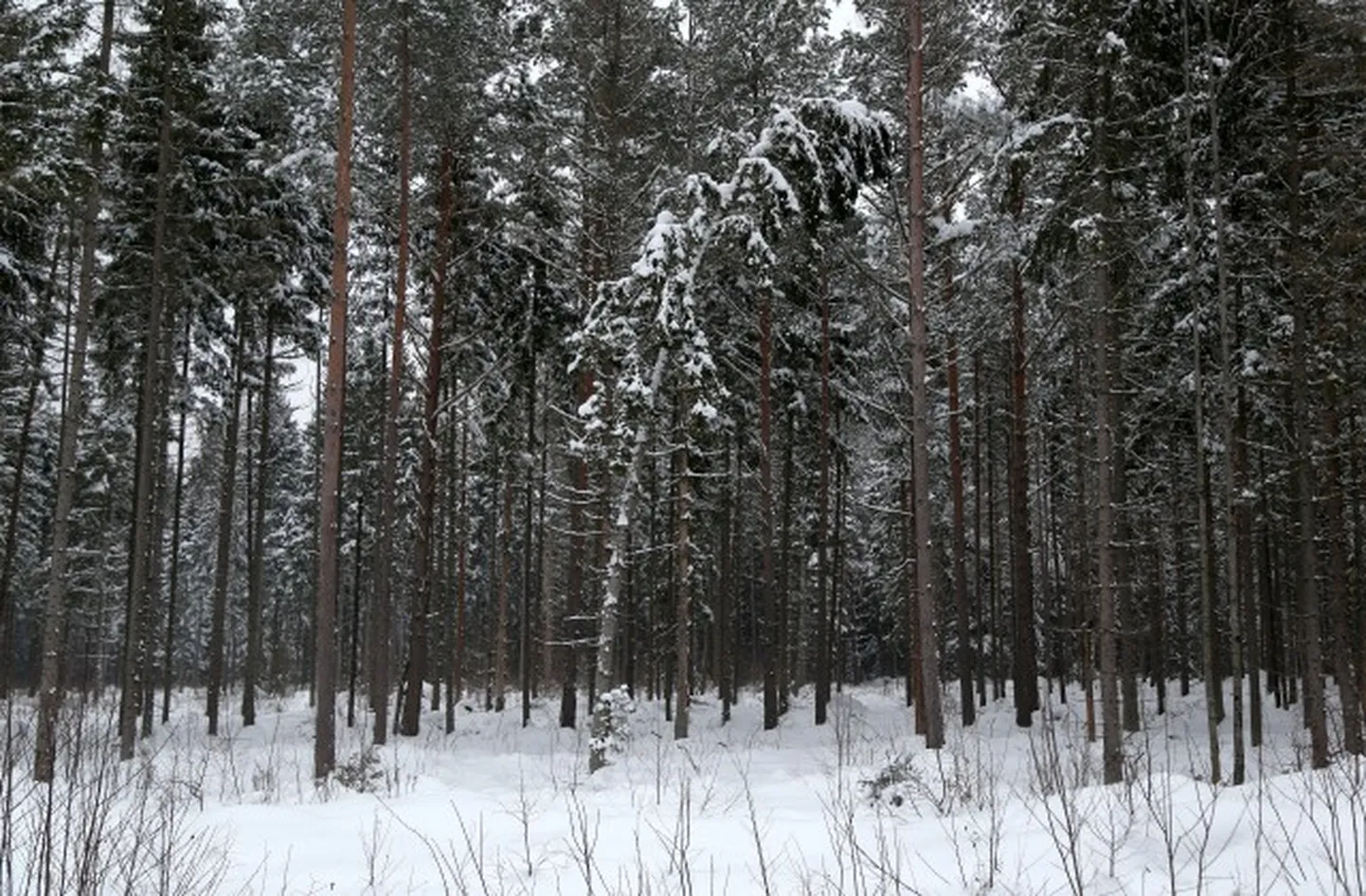 Mežs ziemā; ilustratīvs foto.