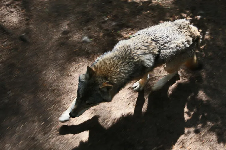 Волк вышел на охоту. Фотография сделана в Германии