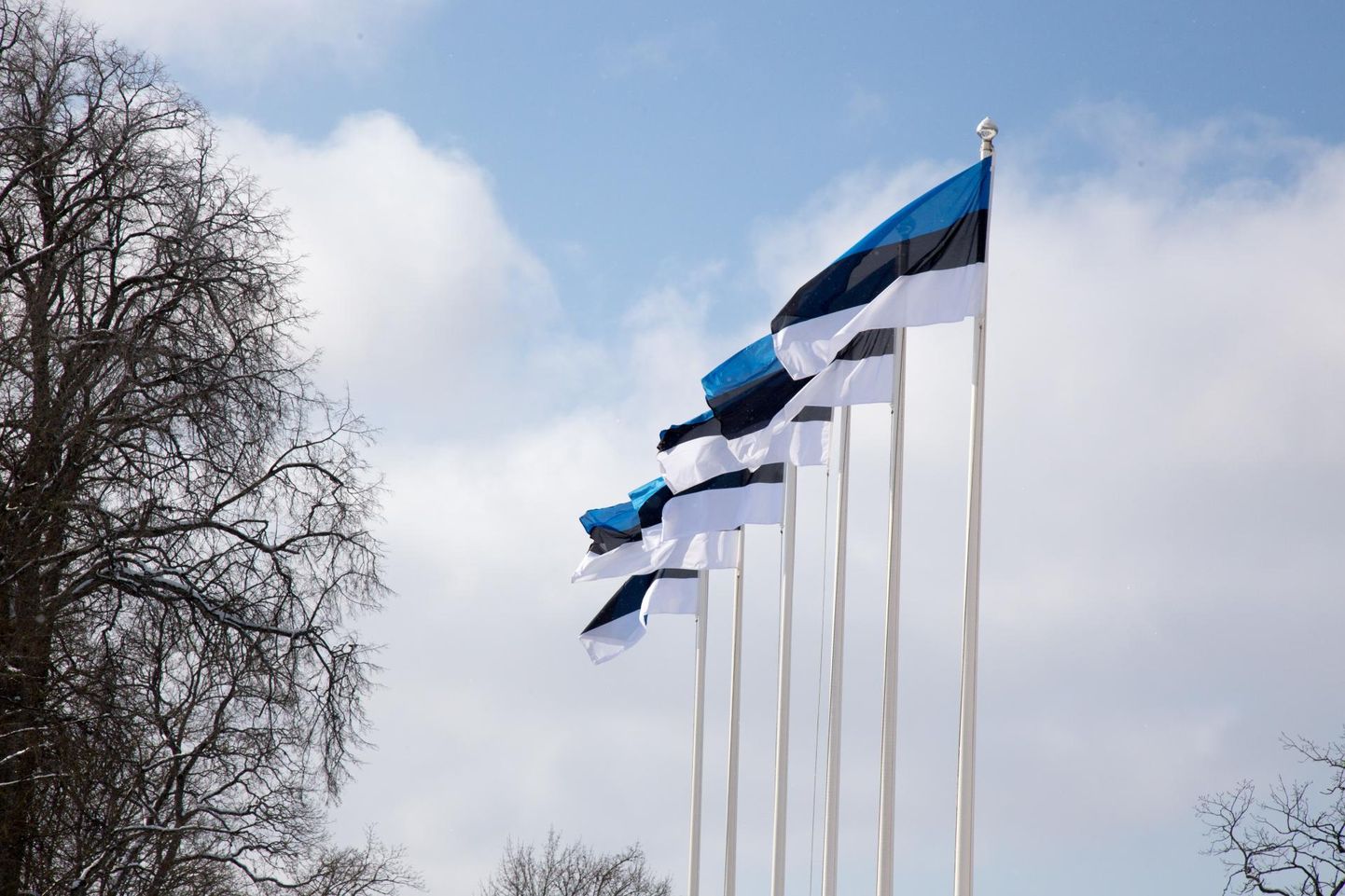 Emakeelepäeva puhul heisatakse Eesti lipud.