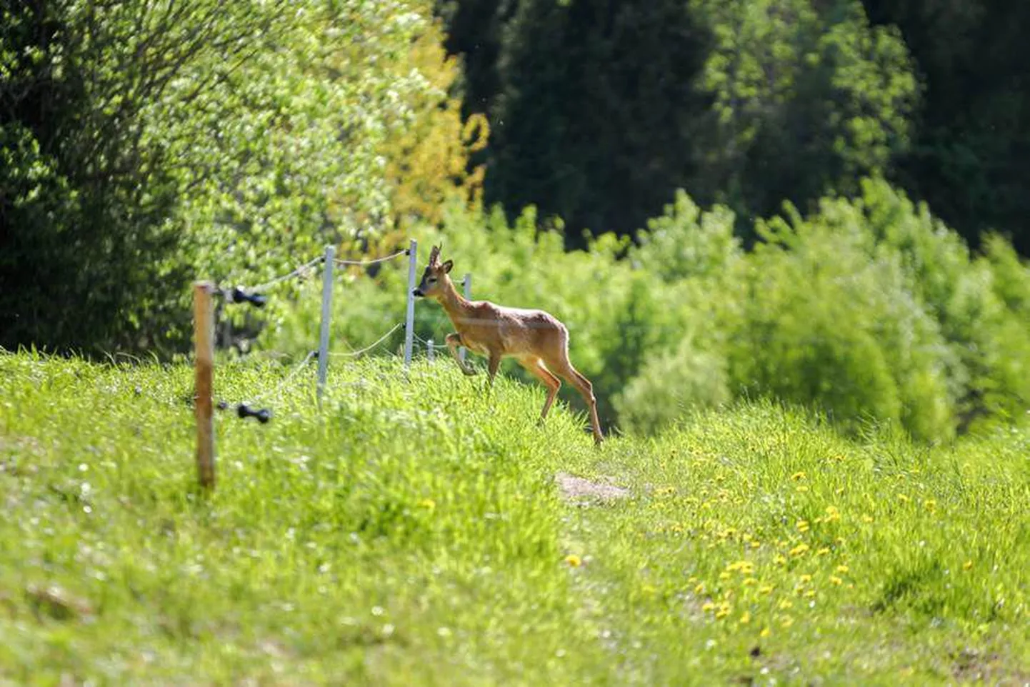 Keskkonnainspektsioon tuletab 1. juunil algava sokujahi eel jahimeestele meelde, et jahile minnes peavad vajalikud dokumendid korras olema ja täita tuleb kõiki ohutuse reegleid.