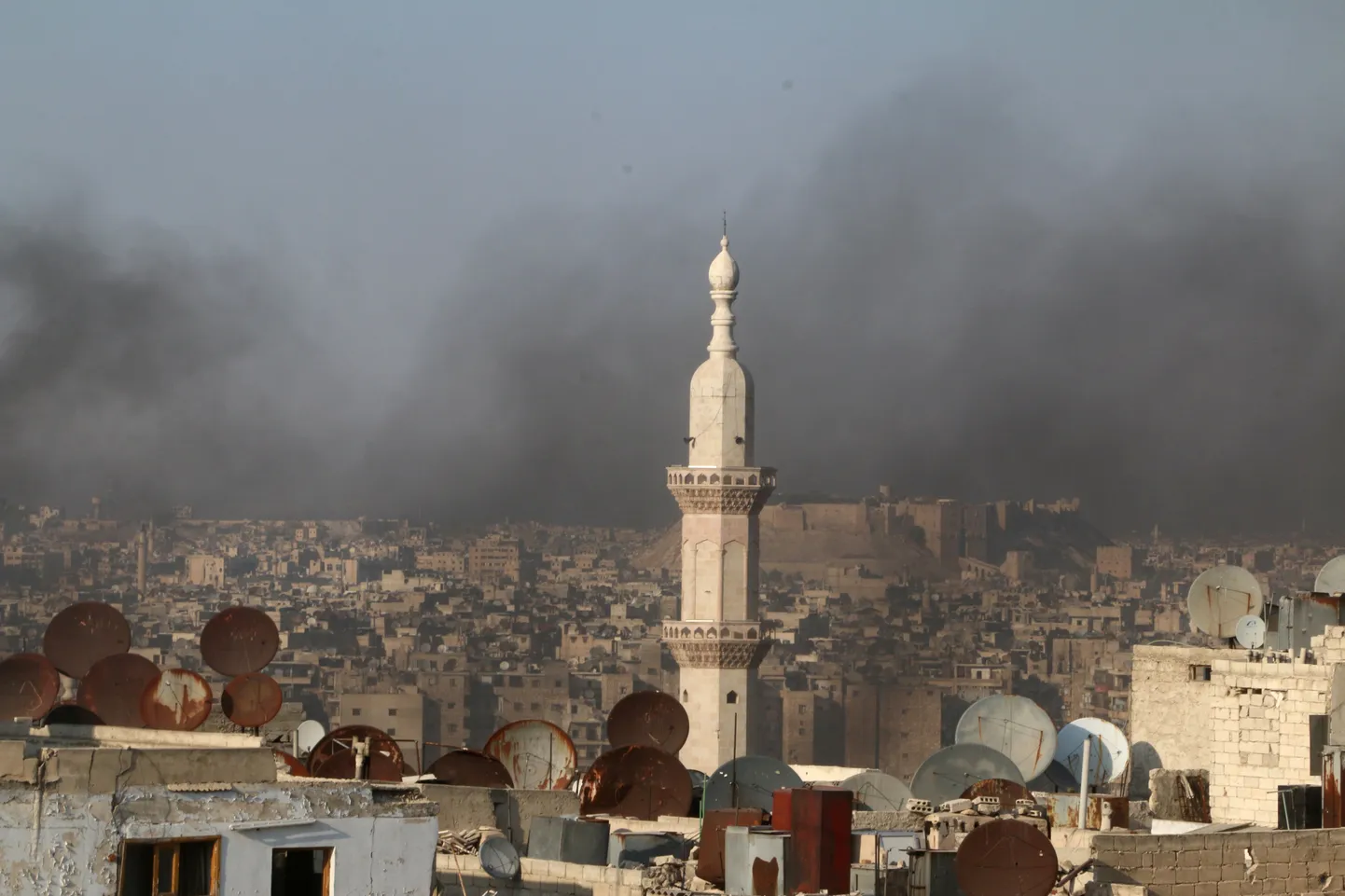Aleppo linn.
