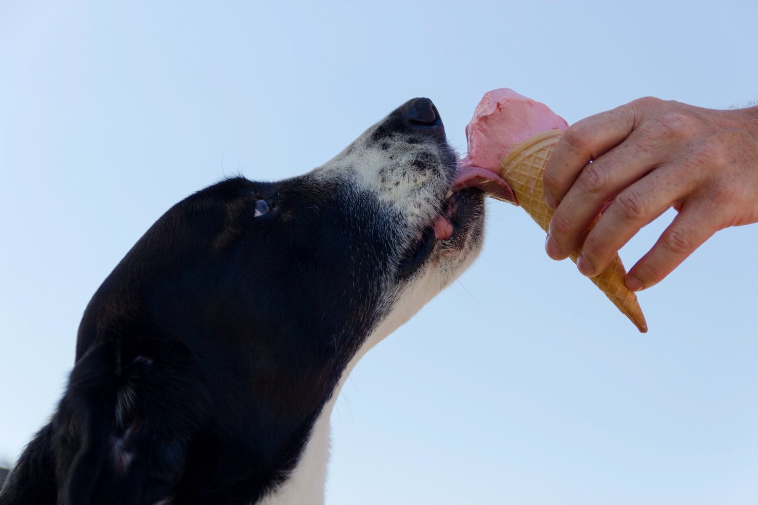 Koer jäätist söömas.