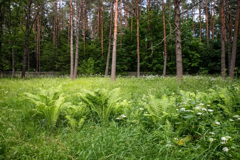 Tammiste surnuaial oli suvist lopsakust veel mõni nädal tagasi.