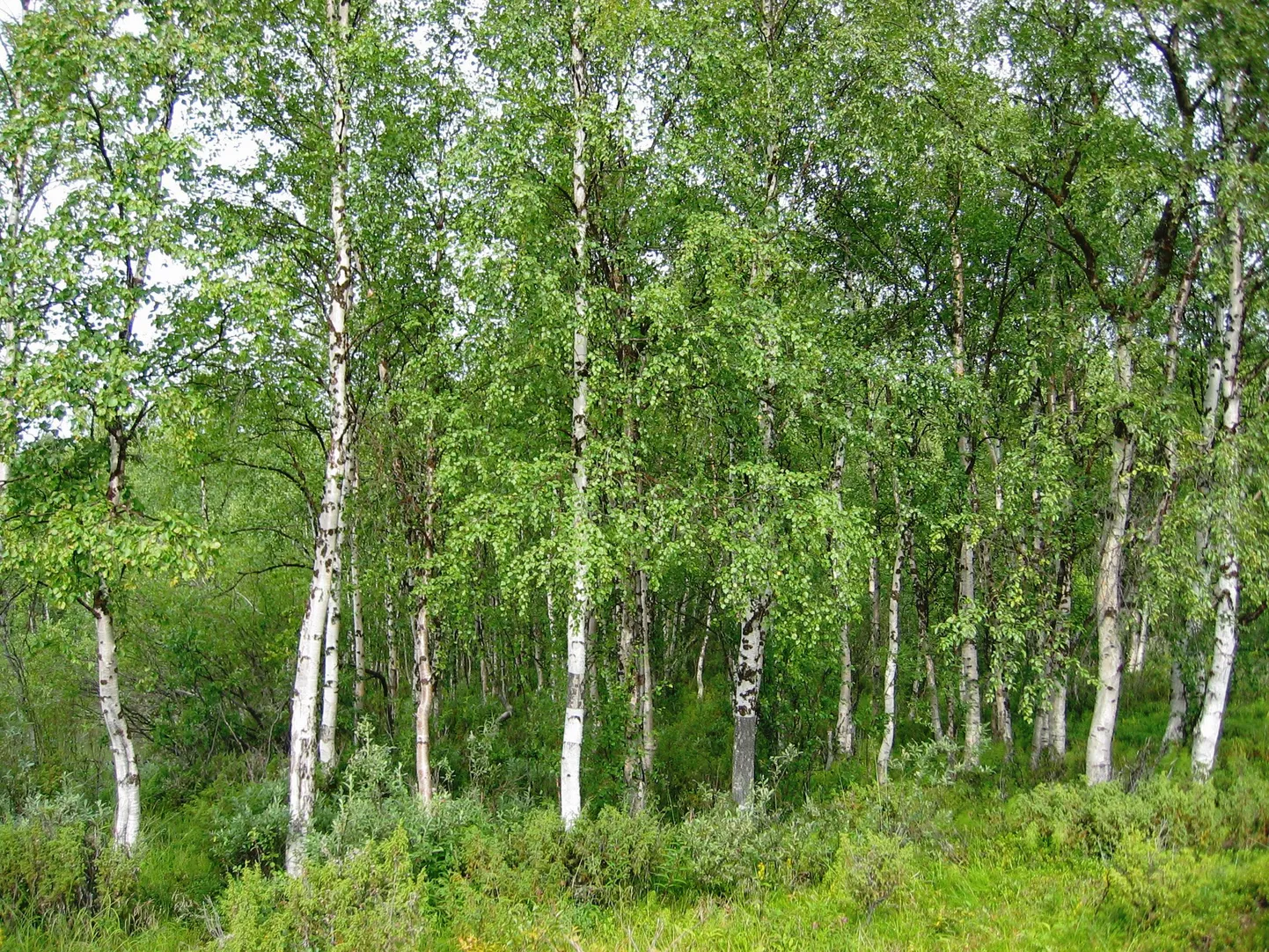 Arukased Soomes Inaris.
