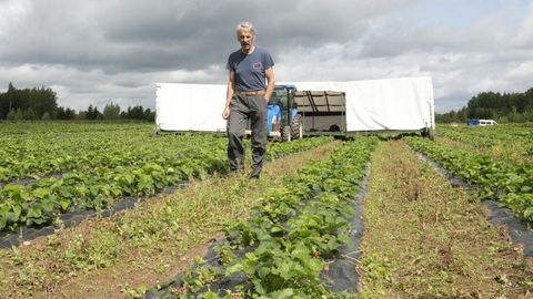 Kümneid tonne maasikaid jääb põllule mädanema