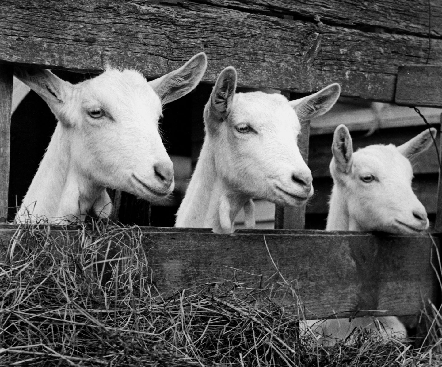 Holland tapab Q-palavikku haigestunud kitsed ja lambad