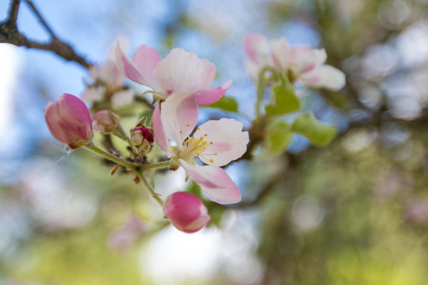 Kui õunapuud alustavad õitsemist, riputage fermoonpüünised aeda üles ja hoidke neid seal juulikuuni.