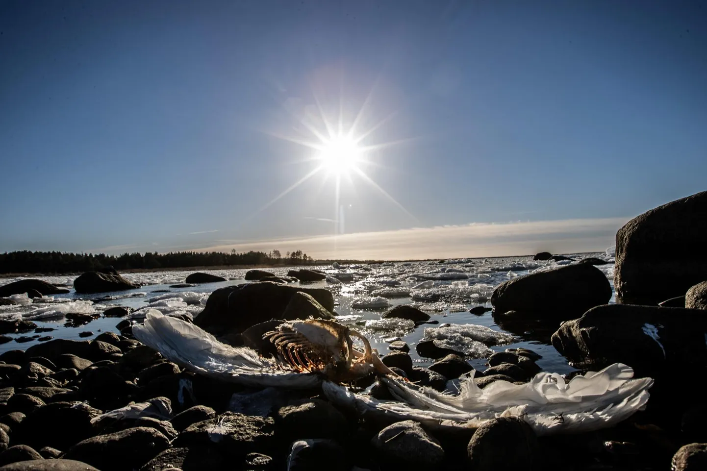 Läinud talvel surid linnu­grippi peamiselt luiged, nüüdseks on haigus levinud ka metsalindude seas.