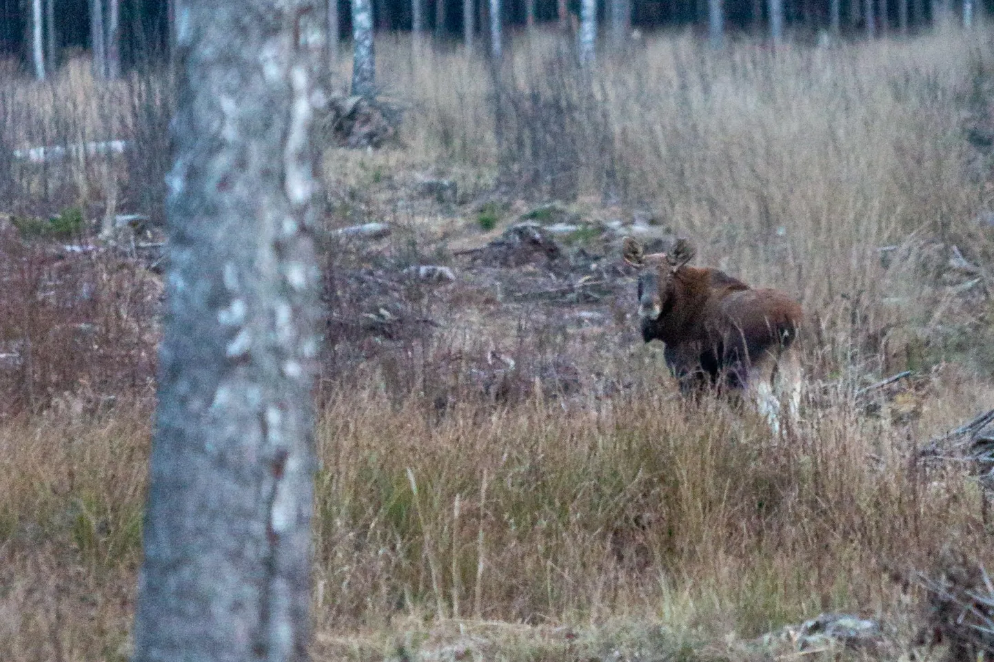 Soomes ja Rootsis kütitakse põtru palju ja sealsed tarbijad eelistavadki oma kohalikku liha. Kui aga omal liha otsa saab, ostetakse seda sisse näiteks Eestist.