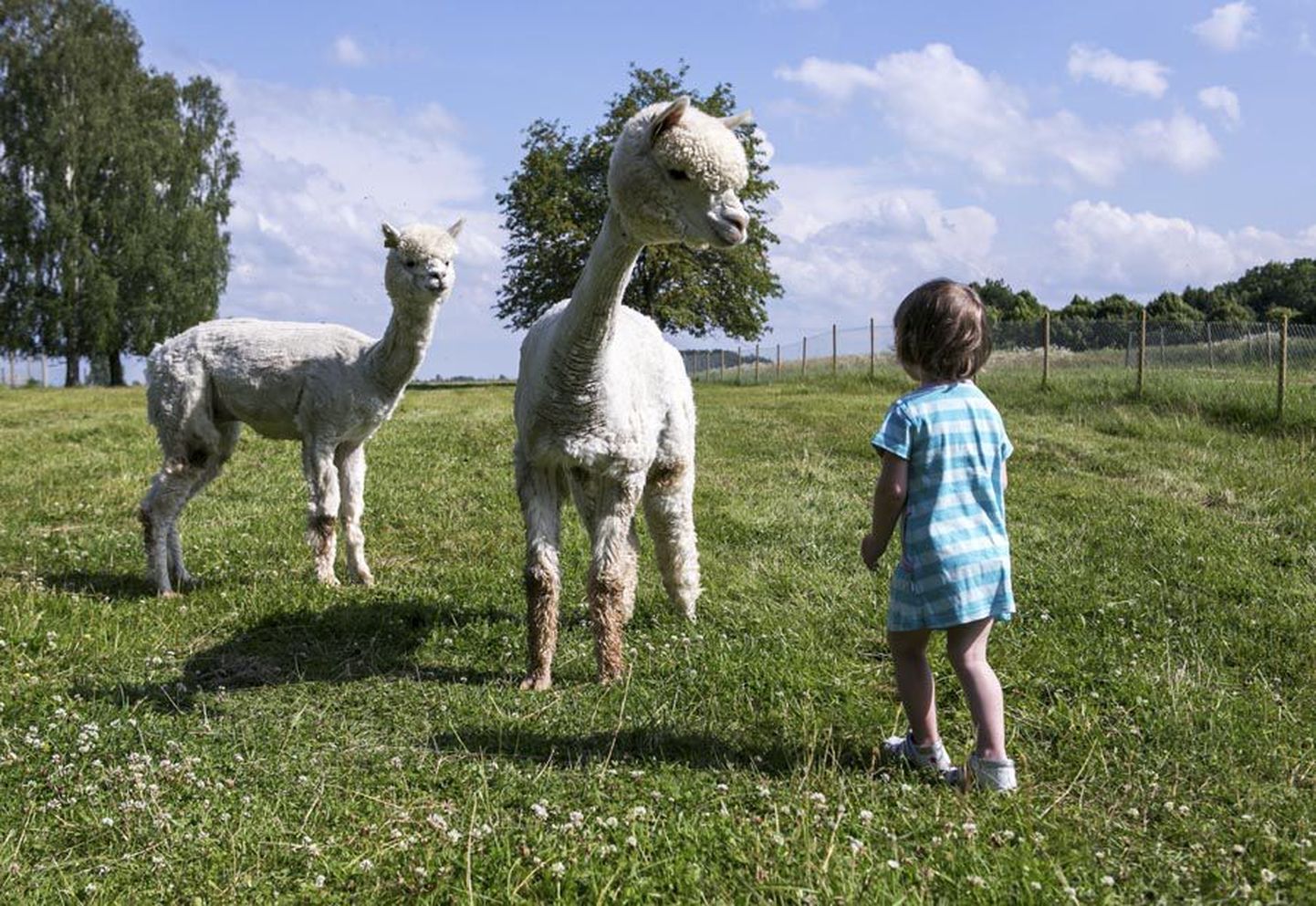 Kaheaastase Madli Lillioru arvates on alpakad suured, väga huvitavad, aga kummalised lambad. Esimene katse neile pai teha tütarlapsel ei õnnestunud. Ehk tulevikus läheb paremini.