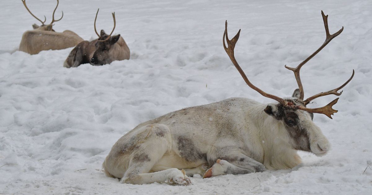 Taimõri põhjapõdrad on väljasuremisohus