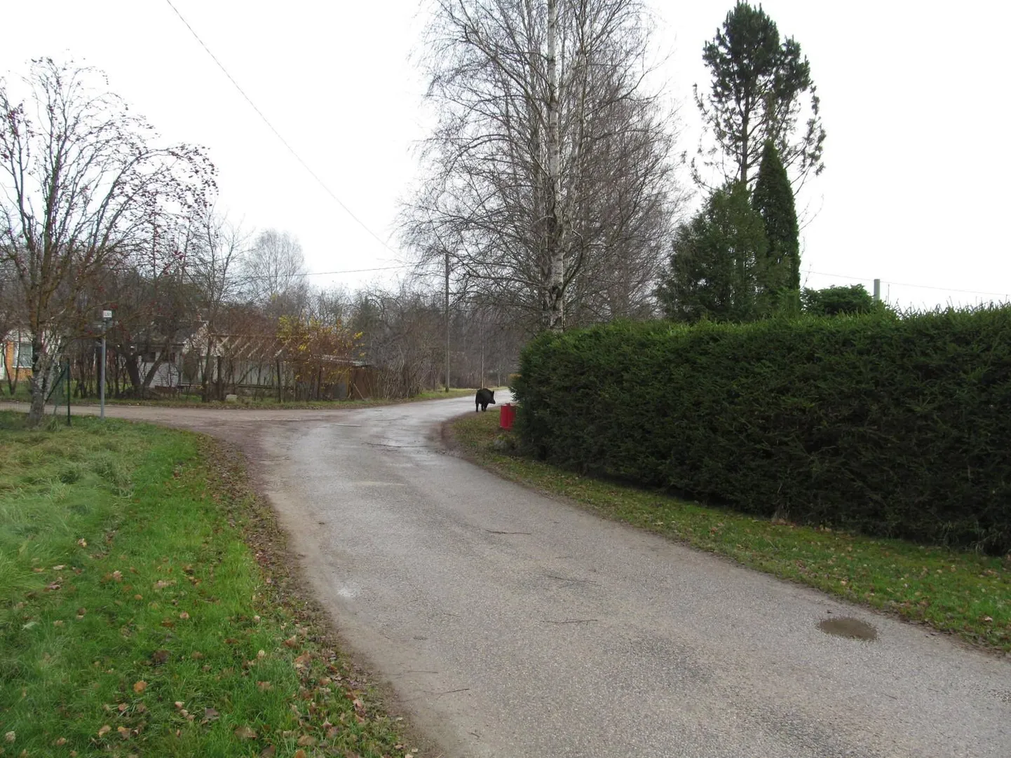 Metssiga Paide linnas