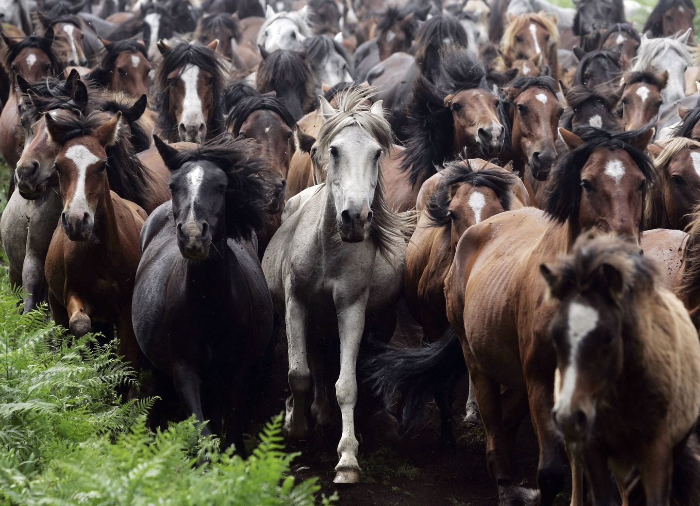 USA politsei otsib hobustelt sabade äralõikajaid