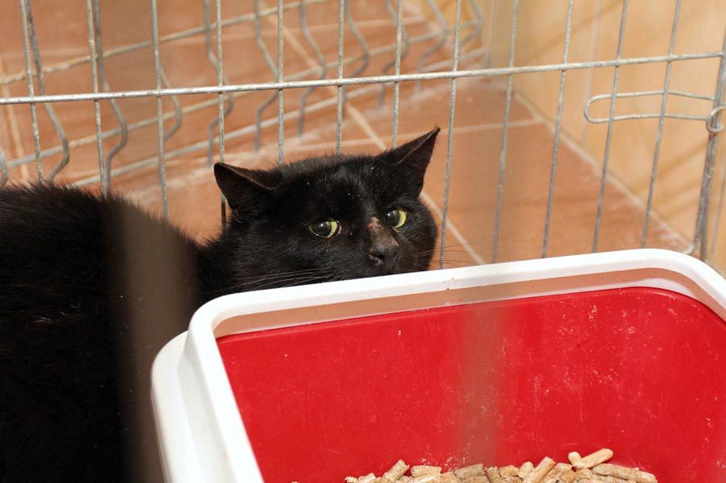 Viljandi kodutute loomade varjupaik palub abi järve äärest päästetud kassi omaniku leidmiseks.