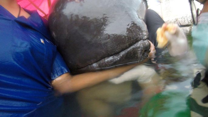На побережье Таиланда умер черный дельфин. Его рвало пакетами
