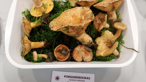 Nädalavahetusel näeb seeni nii näitusel kui ka retkel
