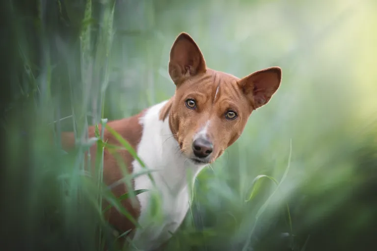 Basenji