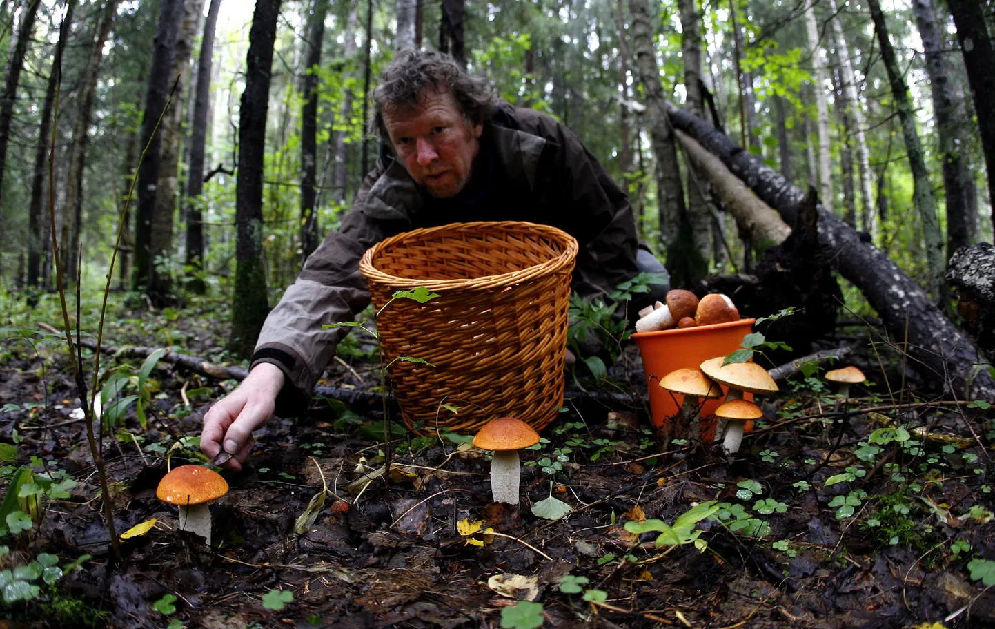 Aivar Ruukli arvates on seeni põnev korjata, sest nende otsimine meenutab
veidi jahilkäimist.