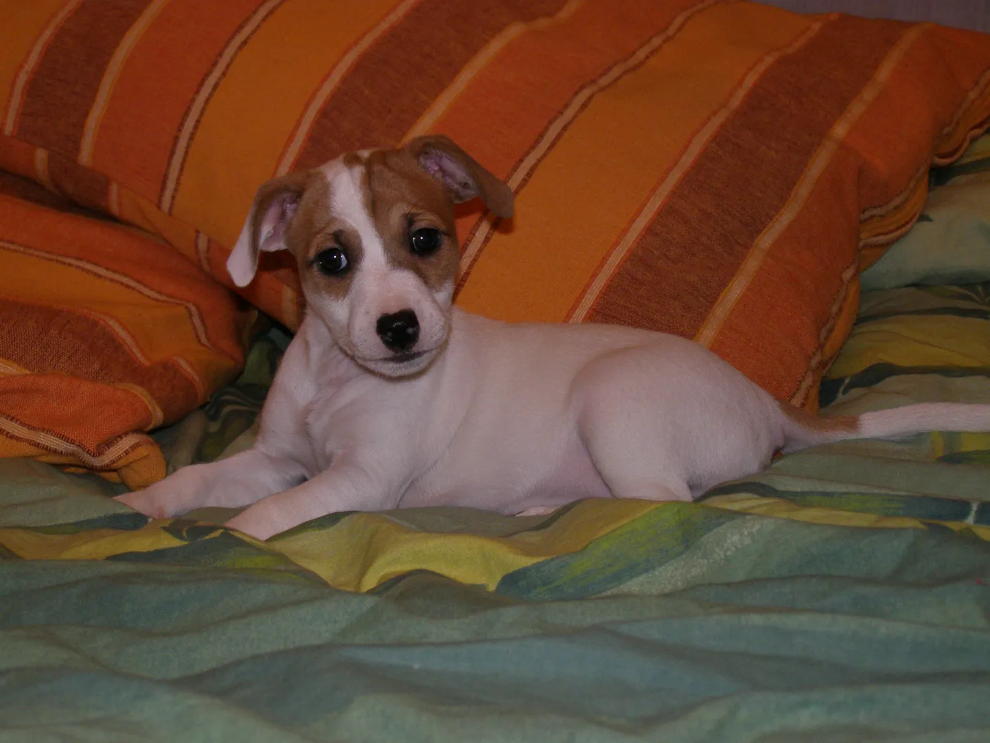 Kauri ja Annamaria Jack Russell'i terjer