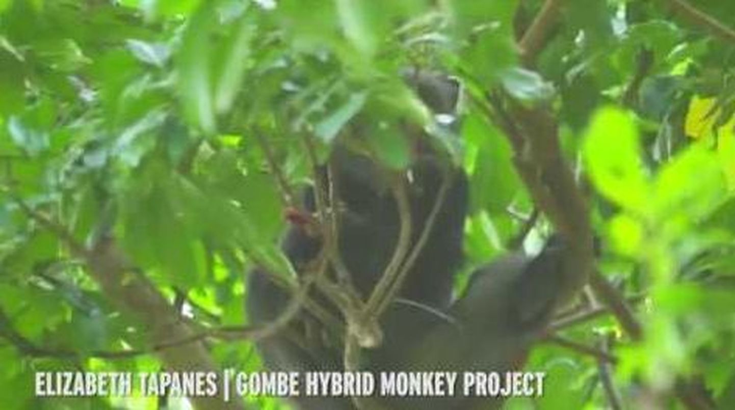 Teadlased märkasid, et ahvid maiustavad nahkhiirtega