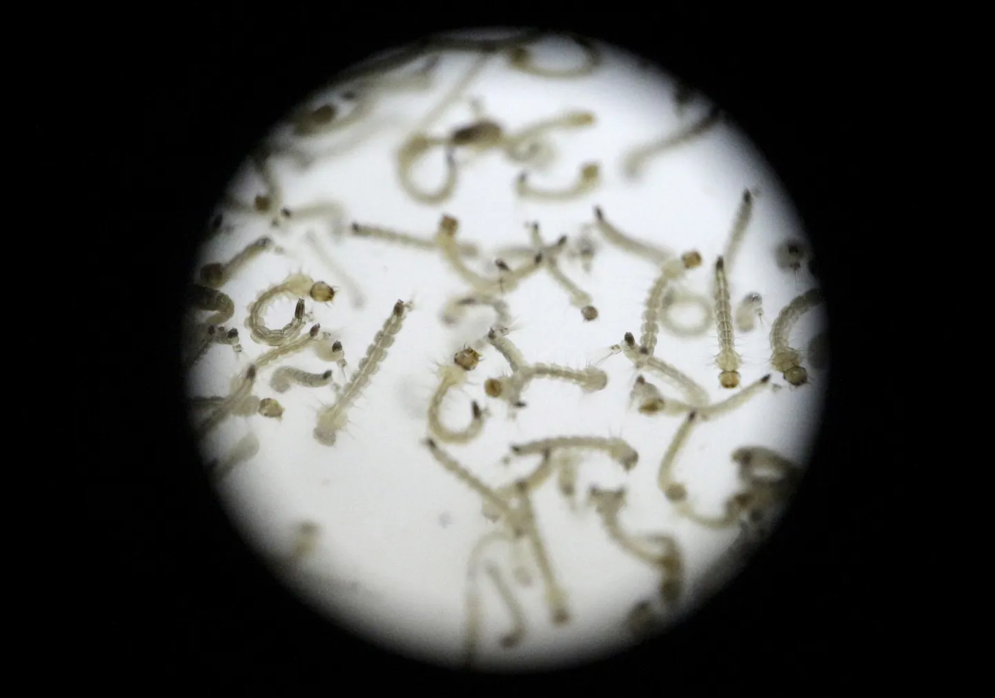 Zika viirust kandvad sääsevastsed.