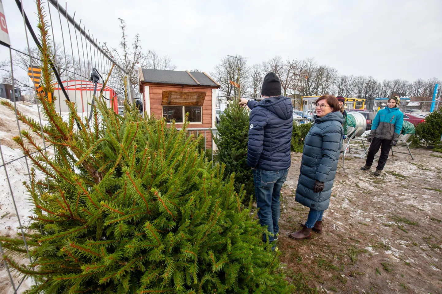 Uku keskuse parklas müüs Endel Soosaar oma viimaseid jõulupuid ning valmistus koju pühi veetma minema.