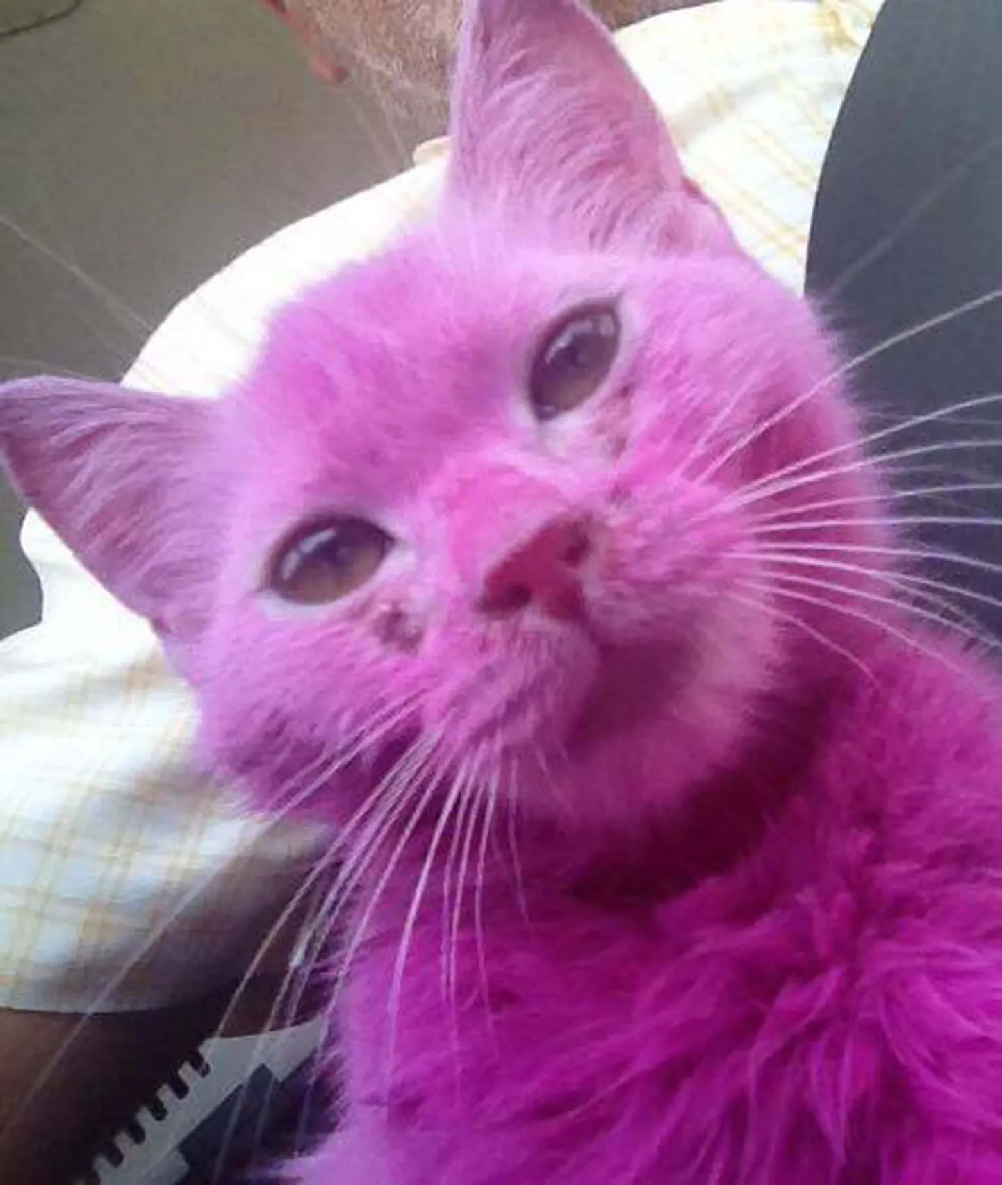 Jõhkralt koheldud kass Pinky.