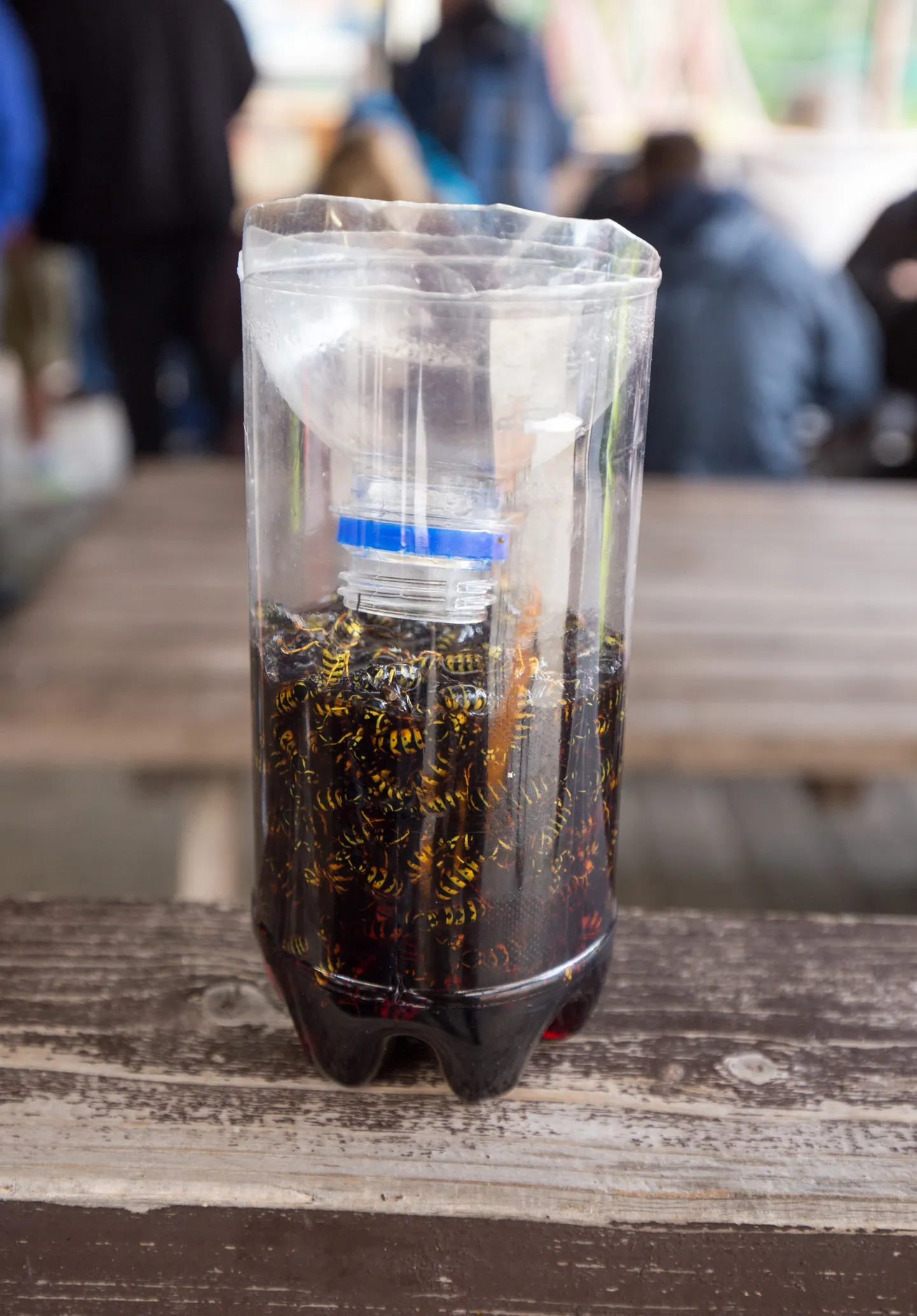 Plastpudelist tehtud püünis aitab vabaneda nii herilastest kui ka köögis tüütavatest äädikakärbestest.