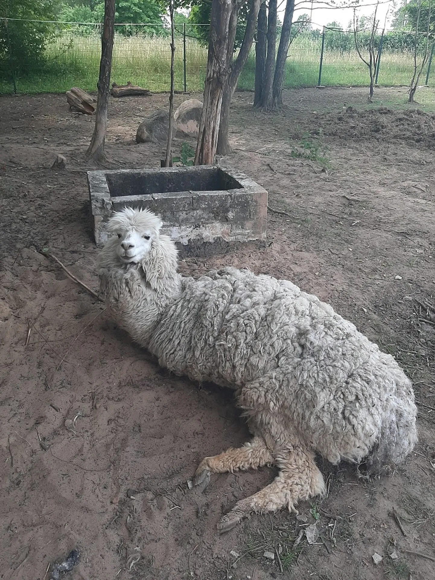 Raksta foto