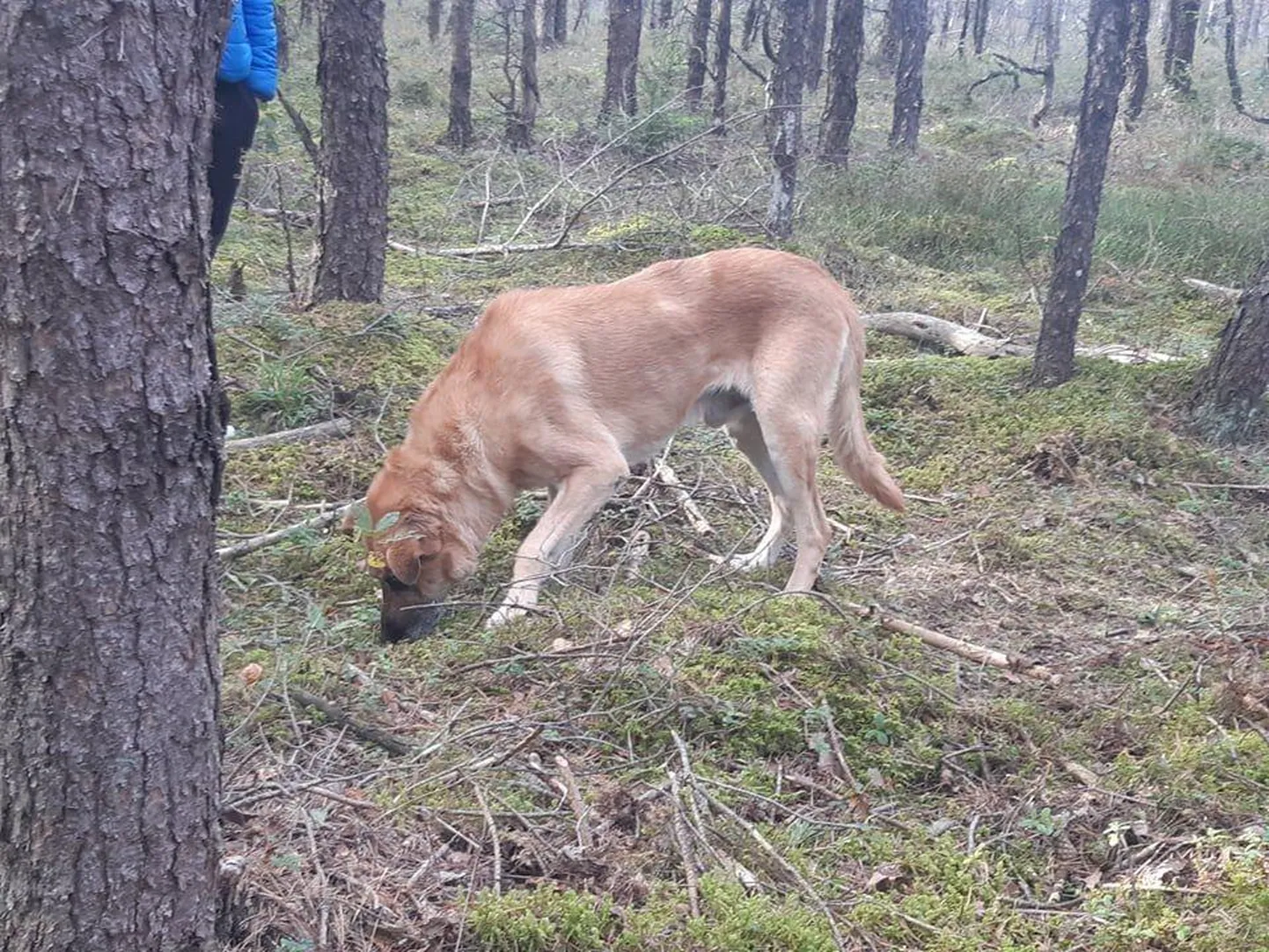 Paide linnast Mündi metsast leitud Taadu silmad on haiged ja nägemine häiritud, kuid tema seisundit saab hõlpsalt parandada ja muud midagi tal viga pole. Seega oli inimene viinud metsa surema täies elujõus koera, kes vajanuks raviks ainult silma­tilku.