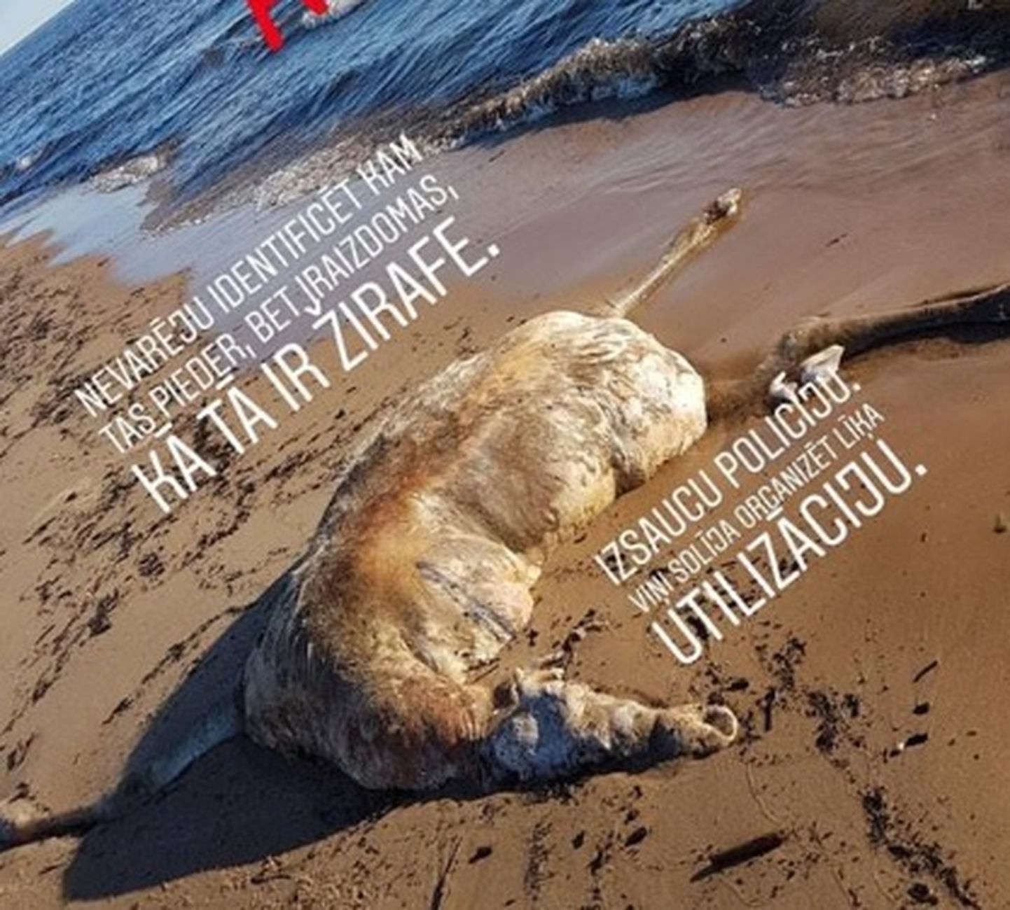 Труп животного, который выбросило на берег Балтийского моря.