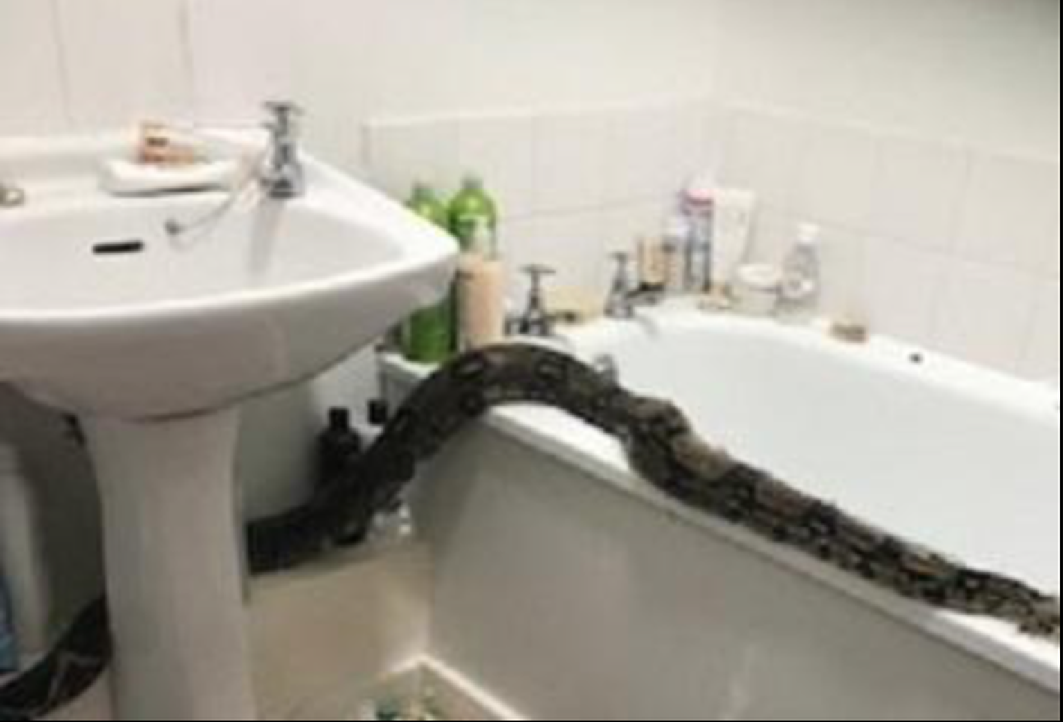 Suurbritannias leidis üks naine oma vannitoast boamao.
