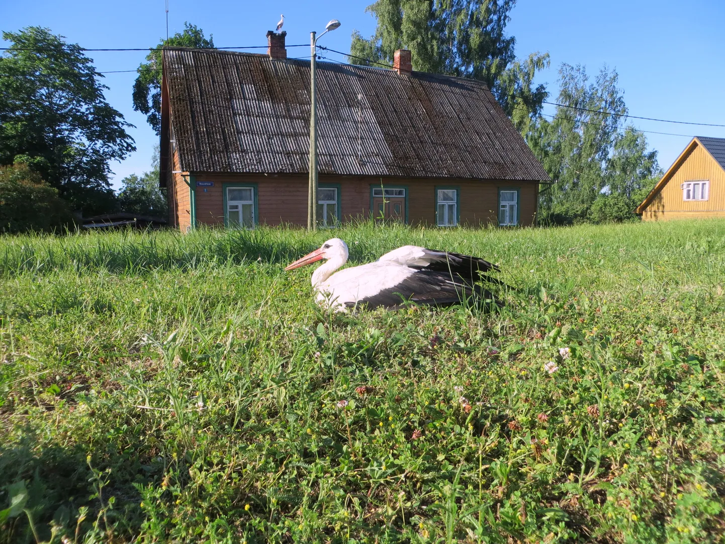 Maas lamava toonekure arvatav paariline jälgis pingsalt üle tee asuva maja korstna otsast inimeste toimetamist.