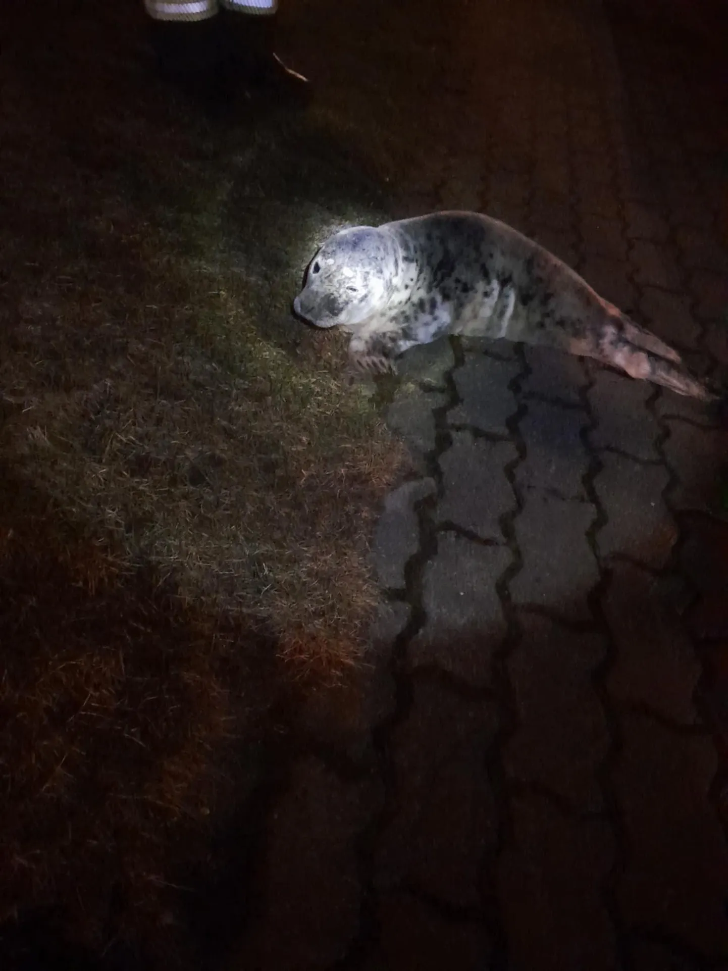 Hülged tulevad jõkke toidujahile, kui sealne kalastik on väga heas seisus.