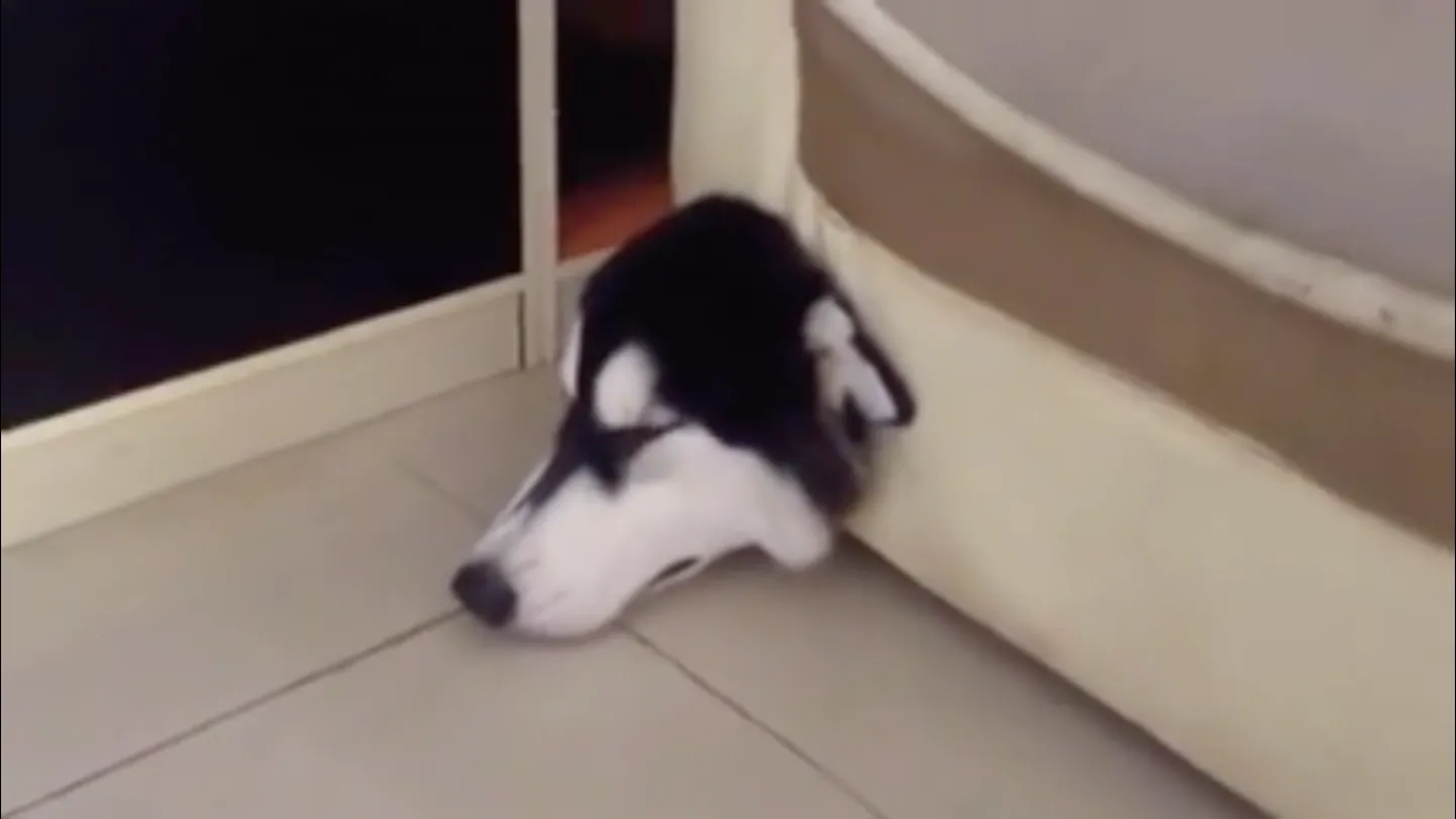 Diivani sisse kinni jäänud husky.