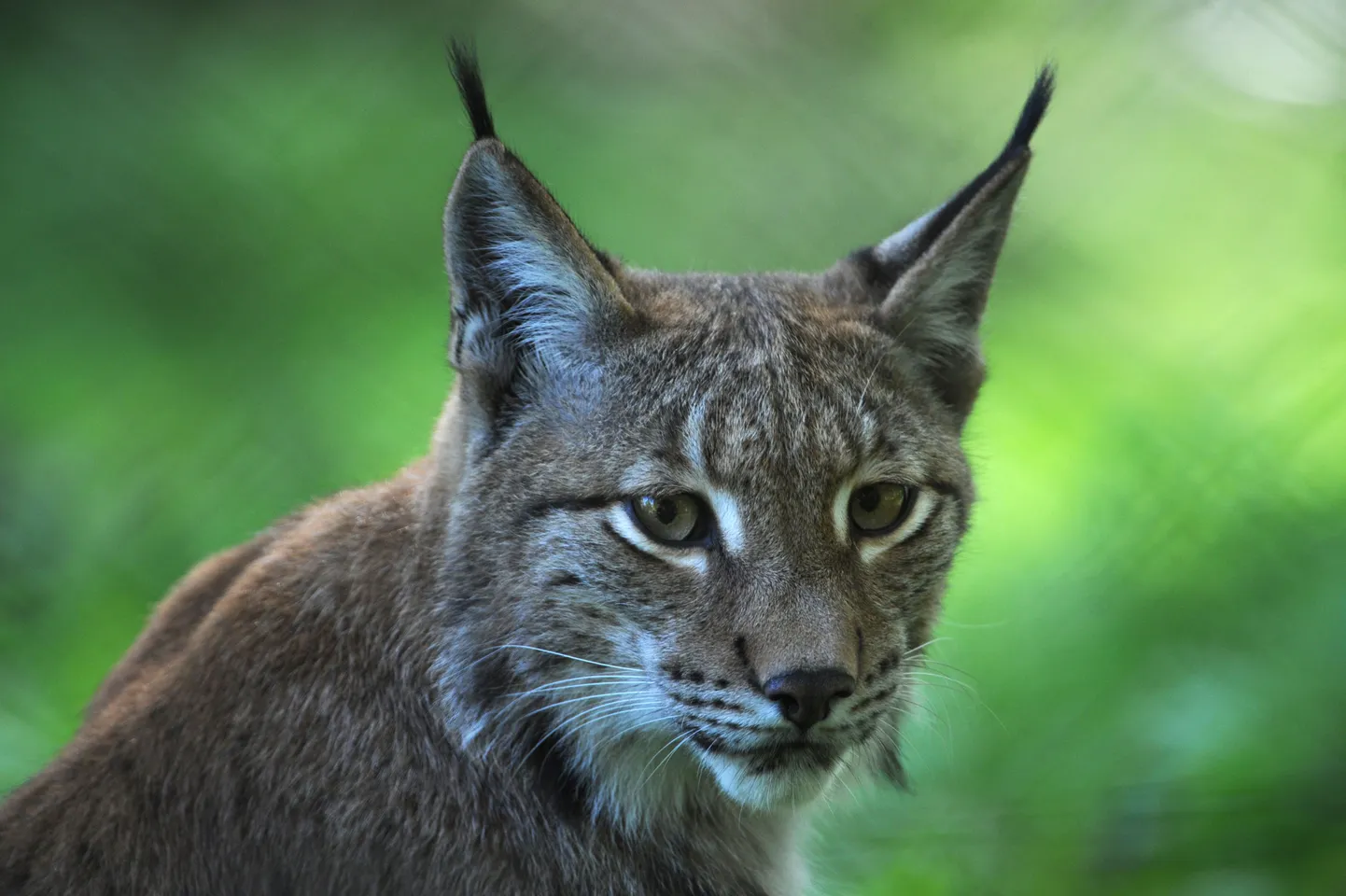 Ilves