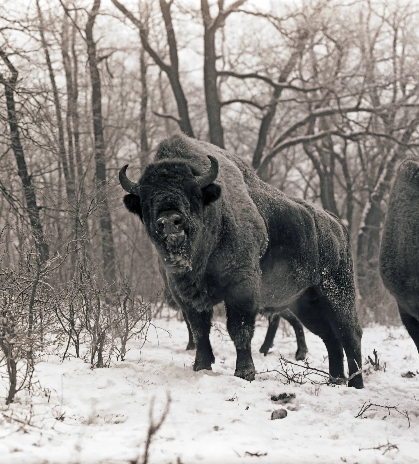 Białowieża kroon: 1920ndail okupatsioonivõimude tegevuse tõttu kadunud Euroopa piison, kelle sõdadevaheline Poola vabariik taas liigina elule turgutas.
