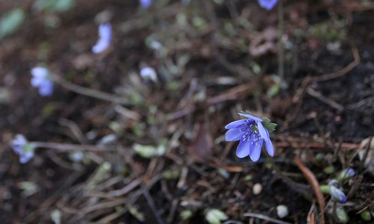 Vinduv talv on pannud õitsema ka lilled, mis tavaliselt pakuvad silmailu alles kevadel. Tartu ülikooli botaanikaaias on õide puhkenud transilvaania sinililled.