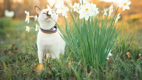 Svētdien gaiss dažviet iesils līdz pat +16 grādiem