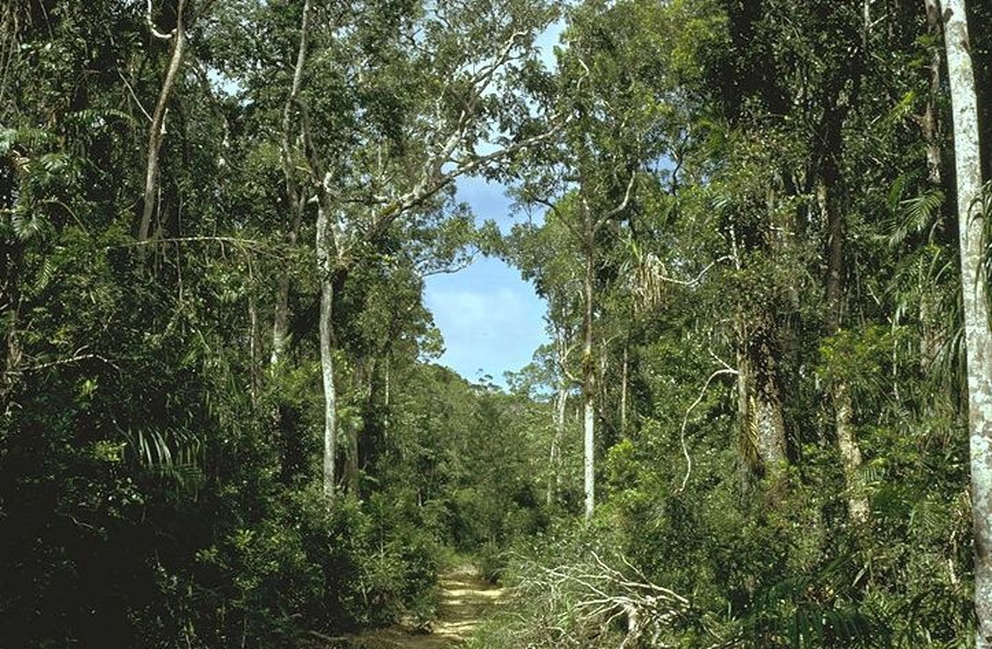 Austraalias Queenslandi osariigis asuva Cape Yorki poolsaarel asuva troopilise metsa ala tagastati aborigeenidele