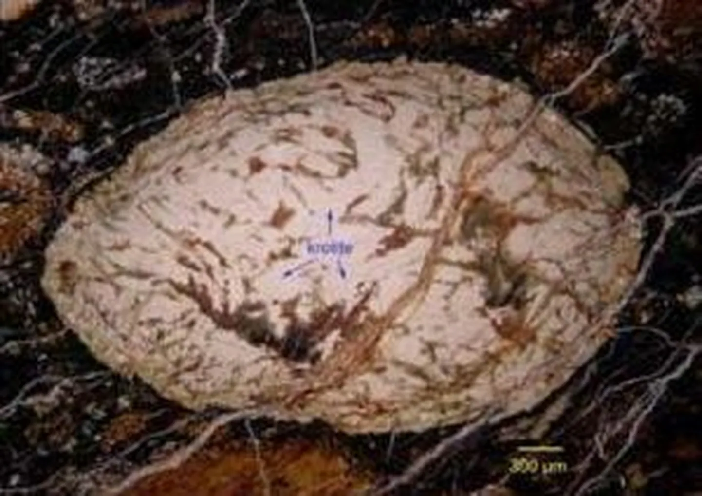 Päikesesüsteemi algusaegadest pärit mineraal krotite