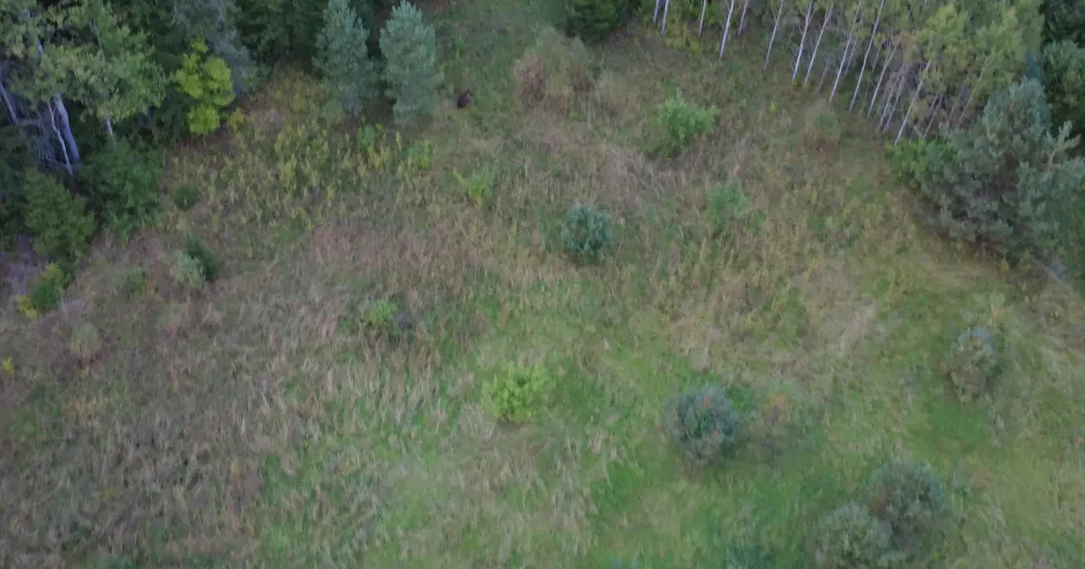 VIDEO ⟩ Kadrina vallas Udrikul jäid droonivideole tublid mõmmid