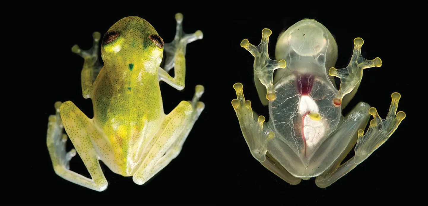 Hyalinobatrachium yaku.