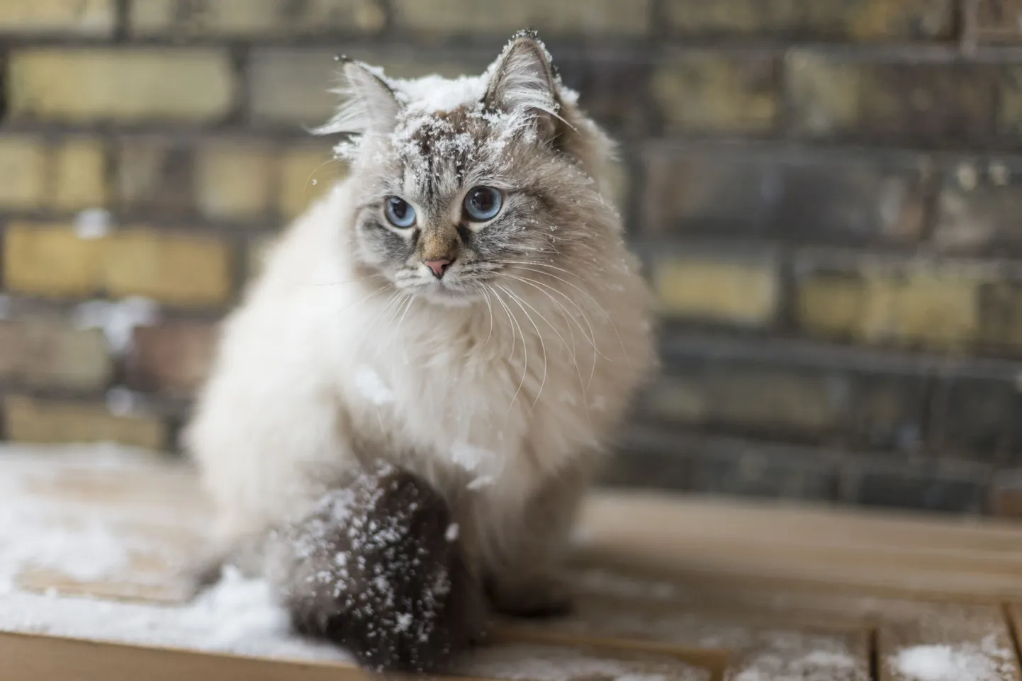 Кошка. Иллюстративное фото.