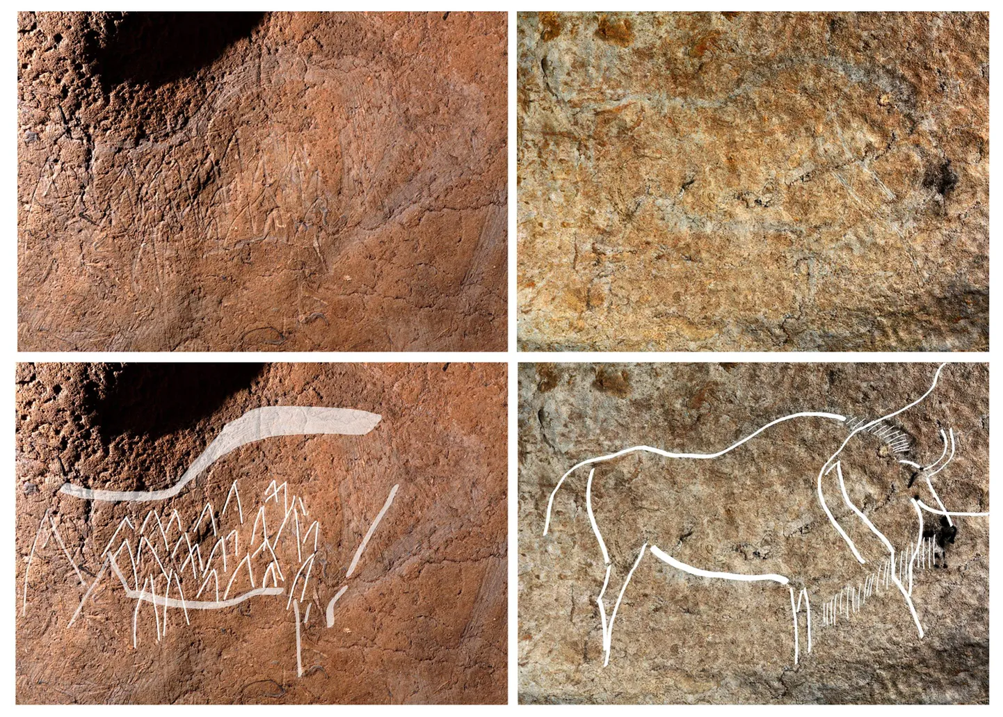 Austraalia ja Euroopa teadlased on avastanud muistset DNA'd uurides, et tänapäeva Euroopa piisonid tekkisid algselt kahe jääaja-aegse liigi hübriidina.

Pilt on illustratiivne