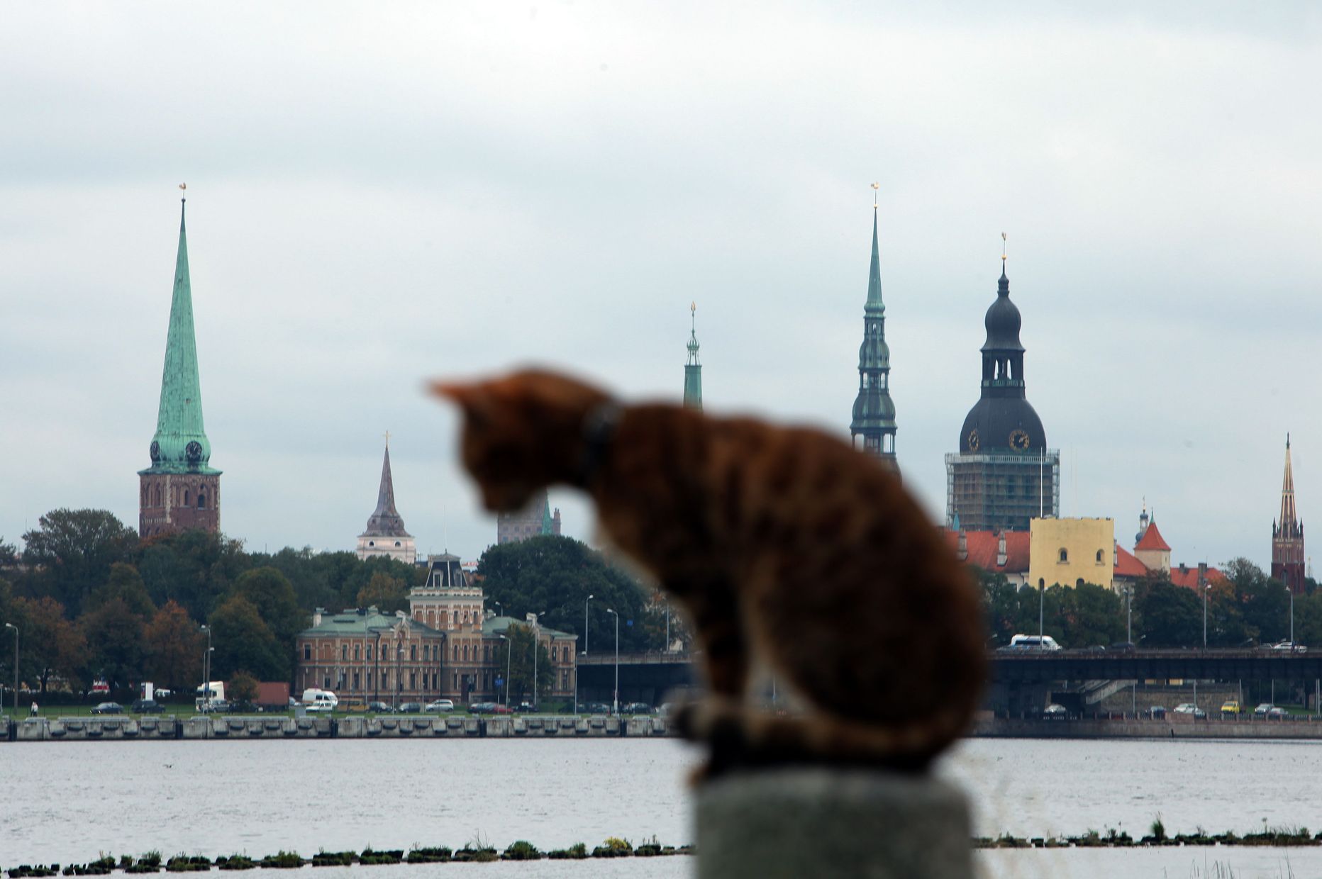 Кот на фоне Риги.